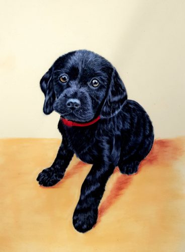 Lorna, Willow a Cocker Spaniel, pastels.
